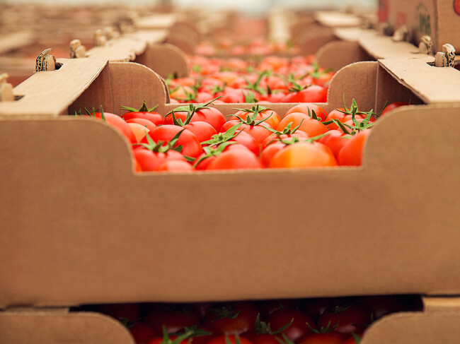 Tomates Transgenicos Reino Unido 1