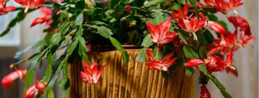 Cómo lograr que el cactus de Navidad florezca a tiempo, según una experta en jardinería