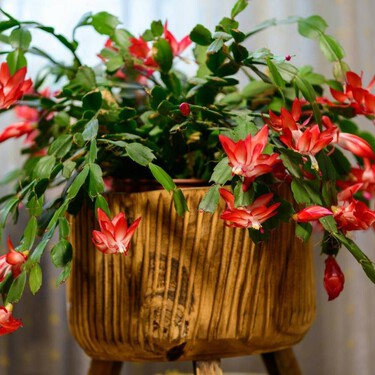 Cómo lograr que el cactus de Navidad florezca a tiempo, según una experta en jardinería