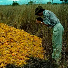 Cubrieron con 12.000 toneladas de cáscaras de naranja un páramo en Costa Rica. 16 años más tarde nadie reconocía el paisaje