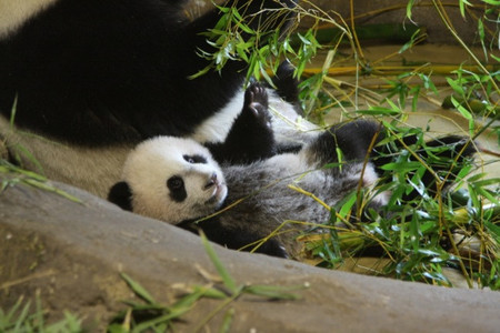 Xing Bao caido