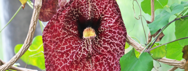 Esta planta trepadora crece rápido, cubre paredes y celosías de forma exuberante y tiene unas flores ideales para dar un punto exótico al jardín 