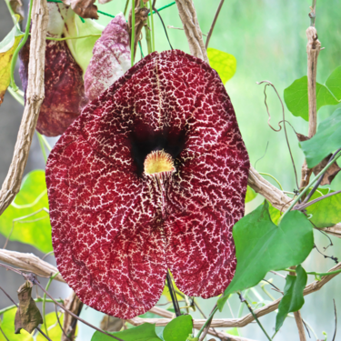 Esta planta trepadora crece rápido, cubre paredes y celosías de forma exuberante y tiene unas flores ideales para dar un punto exótico al jardín 