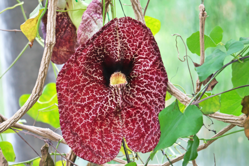 Planta trepadora