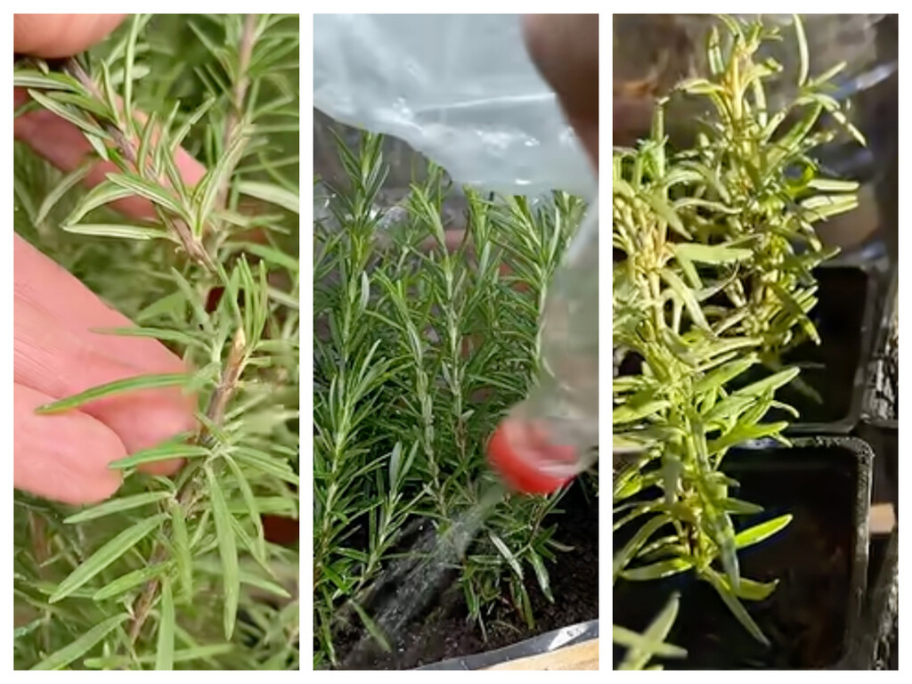 Tres formas caseras de multiplicar el romero y conseguir nuevas plantas a partir de unas ramas