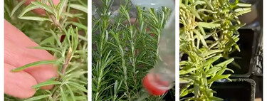 Tres formas caseras de multiplicar el romero y conseguir nuevas plantas a partir de unas ramas 