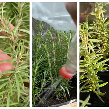 Tres formas caseras de multiplicar el romero y conseguir nuevas plantas a partir de unas ramas 