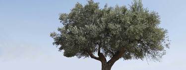 The Spanish olive grove has sold its soul: while the news says that it is dying between solar panels and expropriations, the data tells the opposite 