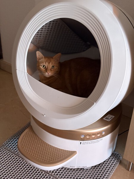 Gato 2