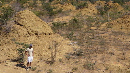 Descubren en Brasil una red de termiteros del tamaño de Gran Bretaña y son tan antiguos como las pirámides
