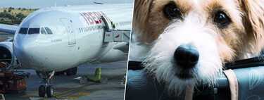 In 2019, Iberia lost a dog before flying. Now the European Justice says that it is worth the same as a suitcase