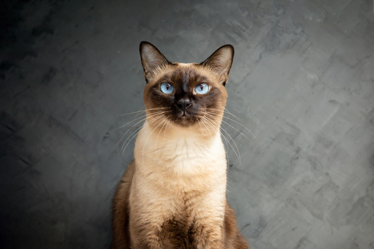 Красный сиамский кот