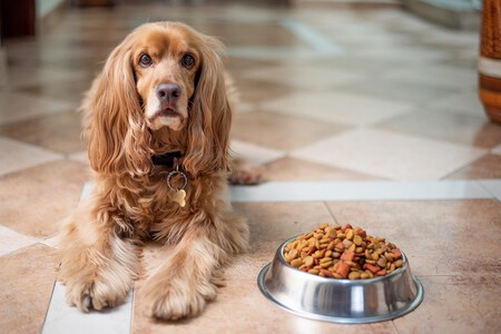 Comida Perros Gatos Pienso Vegano