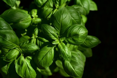 Comer albahaca beneficia tu salud, mira cómo