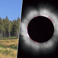 Un estudio decía que los árboles "sienten" los eclipses con 14 horas de antelación. La explicación real es mucho más aburrida