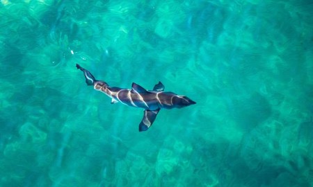 Se descubre que la dieta del tiburón blanco es más extraña de lo que se creía