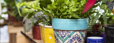 Lidl lanza mañana lunes el set de soportes decorativos ideales para hacer composiciones con tus plantas en la terraza