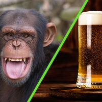Científicos revelan que los chimpancés en libertad consumen alcohol de frutas fermentadas como si bebieran una cerveza todos los días 