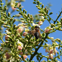 Cuidado com o que planta: esta árvore exótica ornamental pode impulsionar o surgimento de abelhas invasoras 