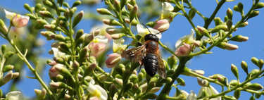 Cuidado com o que planta: esta árvore exótica ornamental pode impulsionar o surgimento de abelhas invasoras 