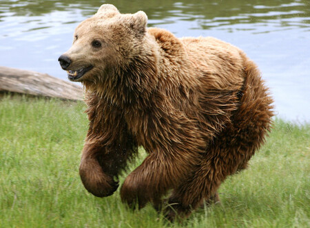 Oso 1