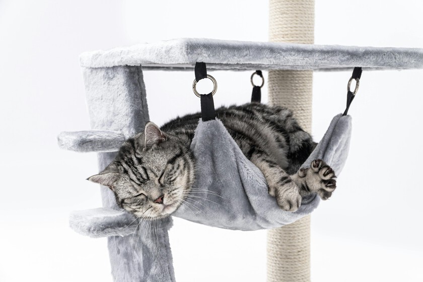 Free Photo Of Naturaleza Invierno Animal Mascota
