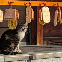 Os gatos de rua estiveram prestes a ser classificados como espécie invasora no Japão 