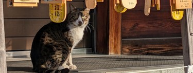 Os gatos de rua estiveram prestes a ser classificados como espécie invasora no Japão 