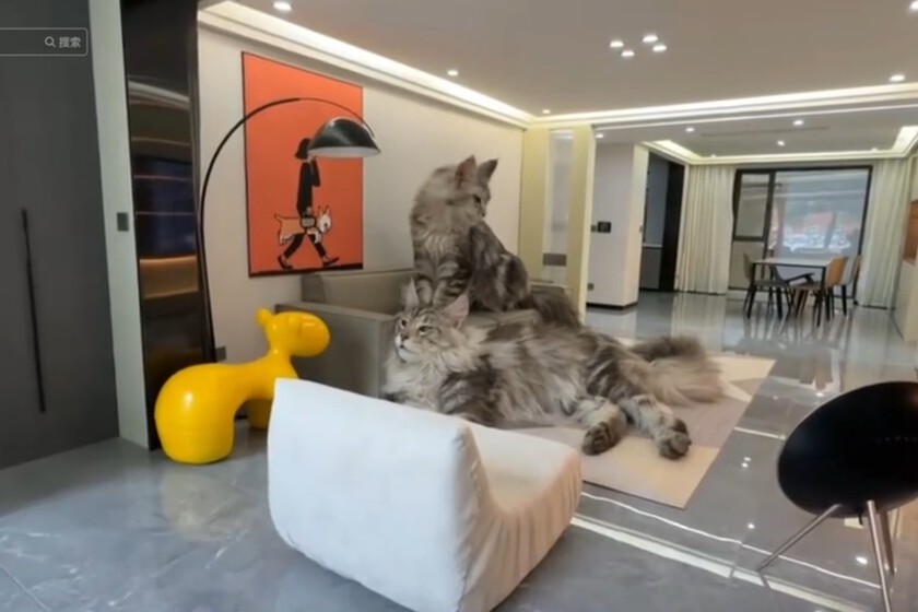 Casa Para Gatos
