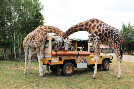 Giraffe Safari Feed