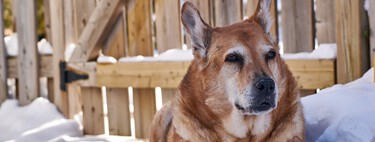 Cuatro comportamientos aparentemente normales que te avisan de que tu perro tiene diabetes