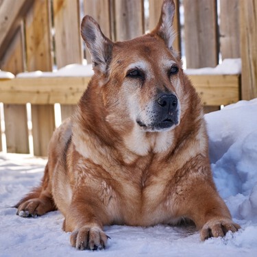 Cuatro comportamientos aparentemente normales que te avisan de que tu perro tiene diabetes
