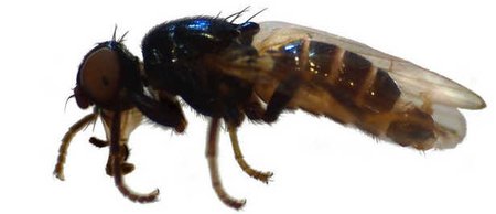 Nuevo insecto ayudará a los forenses a resolver crímenes