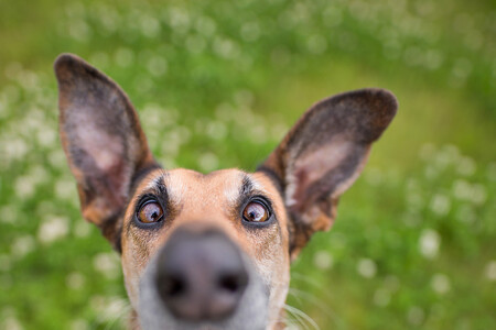 Es difícil no sonreír con las fotos de mascotas finalistas del concurso Mars Petcare Comedy Pet Photography Awards 2020