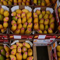 Los campos de Málaga se están llenando de mangos. Y hay una razón: Europa ha convertido a España en su huerta tropical