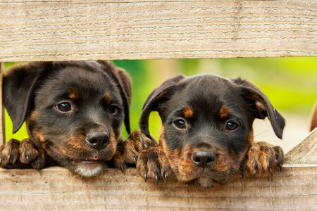 Rottweiler Cachorro