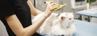 Los mejores cepillos para gatos según su tipo de pelo 