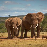 Cuando un elefante se convierte en tu maestro: la lección que todos deberíamos aprender