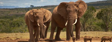 Cuando un elefante se convierte en tu maestro: la lección que todos deberíamos aprender