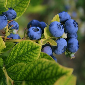 Las tiendas Aldi se llenan hoy 16 de septiembre de plantas de arándano: por poco más de 5 euros y lista para cultivarlos en casa 