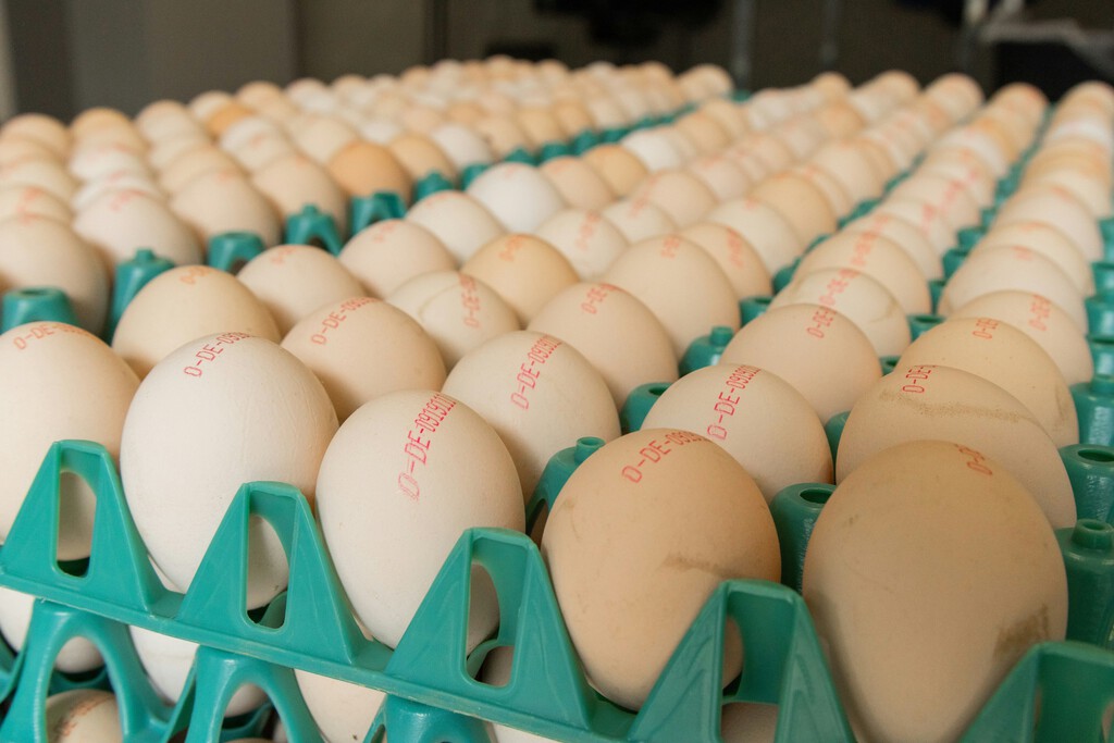 Nadie ha encontrado a la gallina de los huevos de oro, pero por el precio de los huevos en el supermercado lo parece 