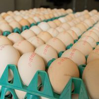 Nadie ha encontrado a la gallina de los huevos de oro, pero por el precio de los huevos en el supermercado lo parece 