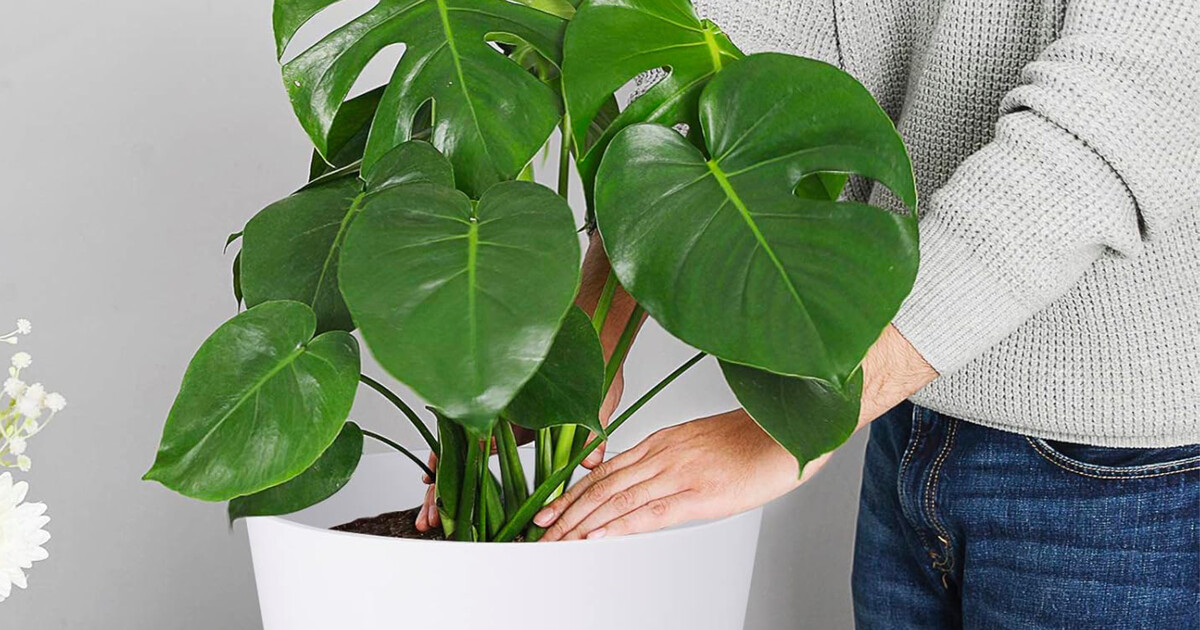 Ya tengo la solución perfecta para que mis plantas no mueran cuando me voy de vacaciones y no cuesta ni 30 euros