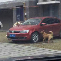 China, donde si tú pegas a un perro él morderá tu coche acompañado de sus colegas del barrio