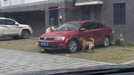China, donde si tú pegas a un perro él morderá tu coche acompañado de sus colegas del barrio