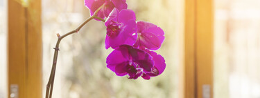 La maceta perfecta para plantar orquídeas no es siempre la misma, pero tiene que cumplir sí o sí tres requisitos