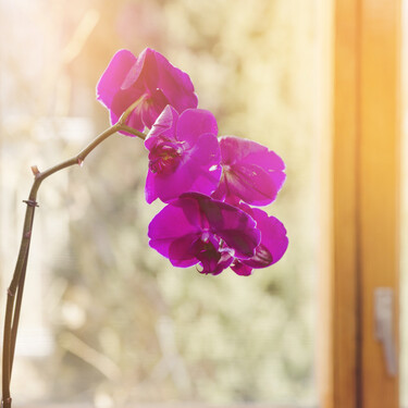 La maceta perfecta para plantar orquídeas no es siempre la misma, pero tiene que cumplir sí o sí tres requisitos