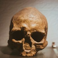 O crânio que muda tudo: um fóssil de um milhão de anos sugere que o Homo sapiens não se originou na África 