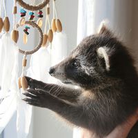Pela primeira vez em milhares de anos, estamos assistindo a uma espécie silvestre ser domesticada: os guaxinins 