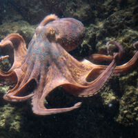 Los pulpos no usan sus ocho brazos igual: la ciencia confirma que los delanteros hacen más tareas y los traseros sirven para caminar 